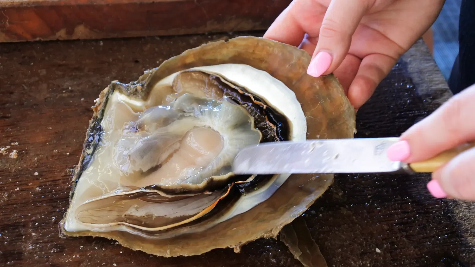 Australian Pinctada Maxima shell 
