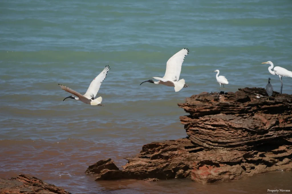 Bird watching at Roebuck Bay